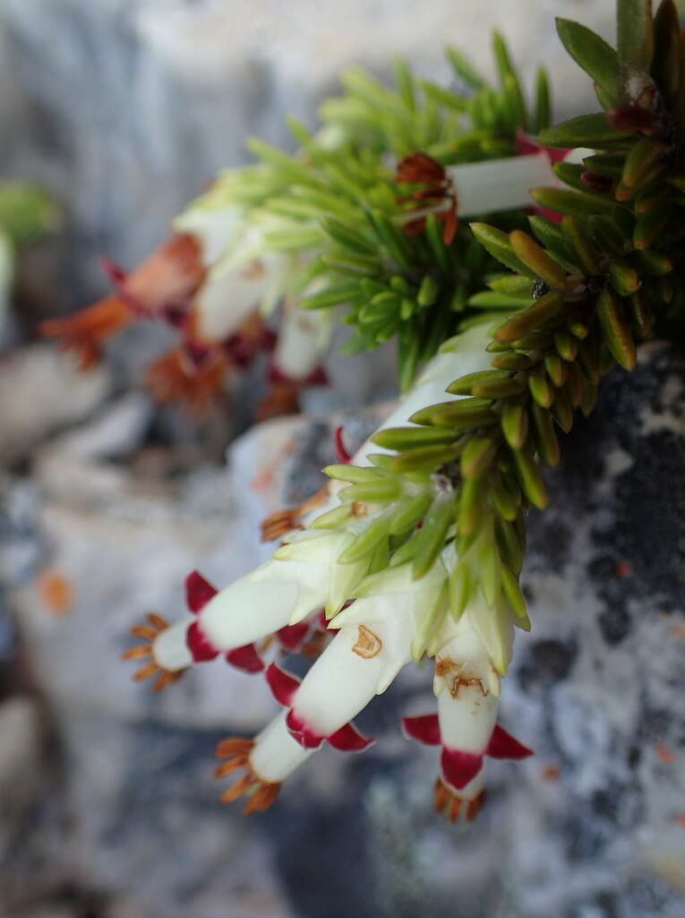 Image of Erica banksia subsp. purpurea (Andrews) E. G. H. Oliv. & I. M. Oliv.