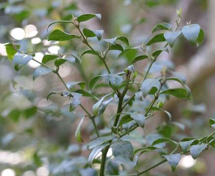 Image of Lemon-thorn