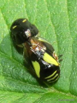 Image of Dogwood Spittlebug