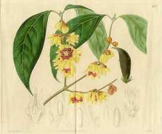 Image of Japanese allspice