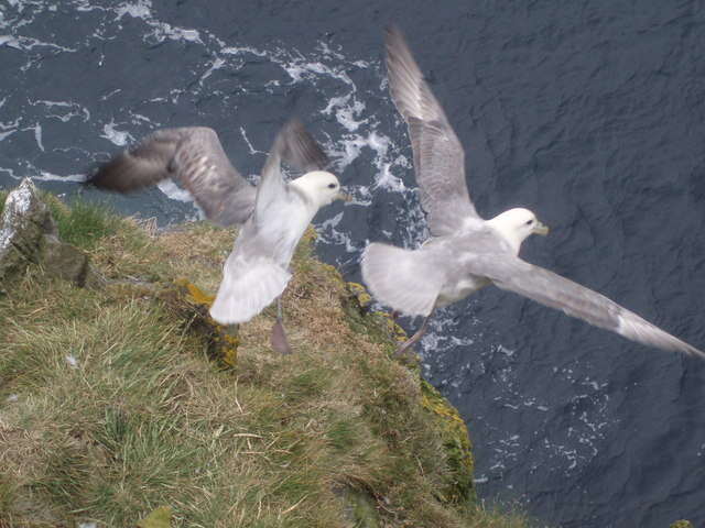 Image of Fulmar