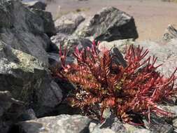 Image of Epilobium porphyrium G. Simpson