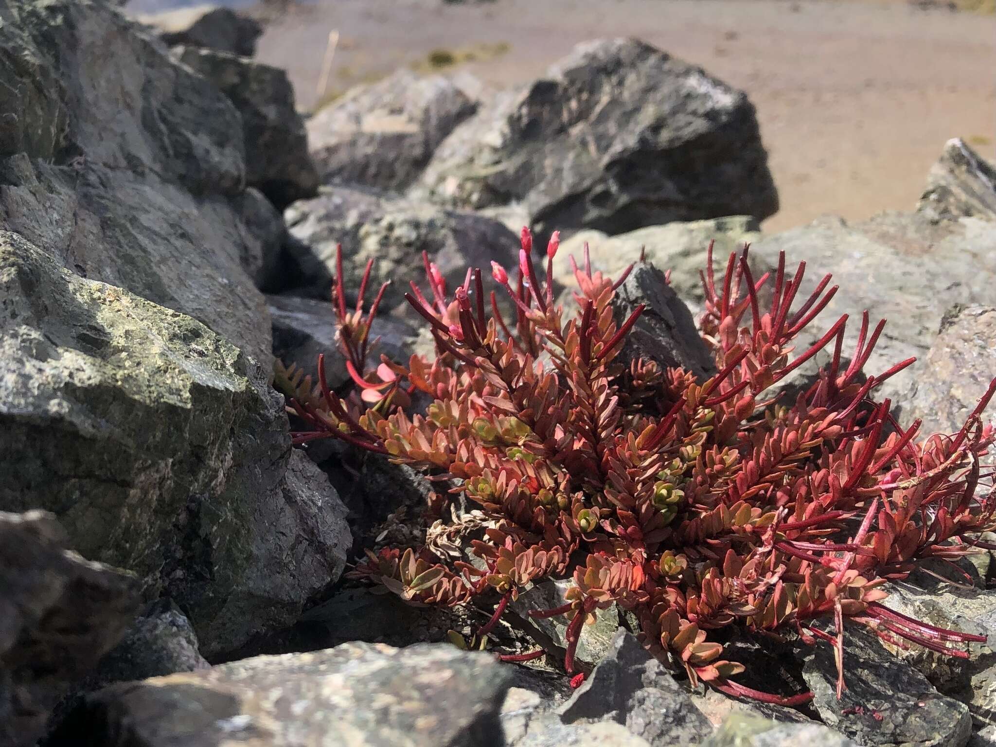 Image of Epilobium porphyrium G. Simpson