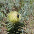 Imagem de Phylica pubescens var. pubescens