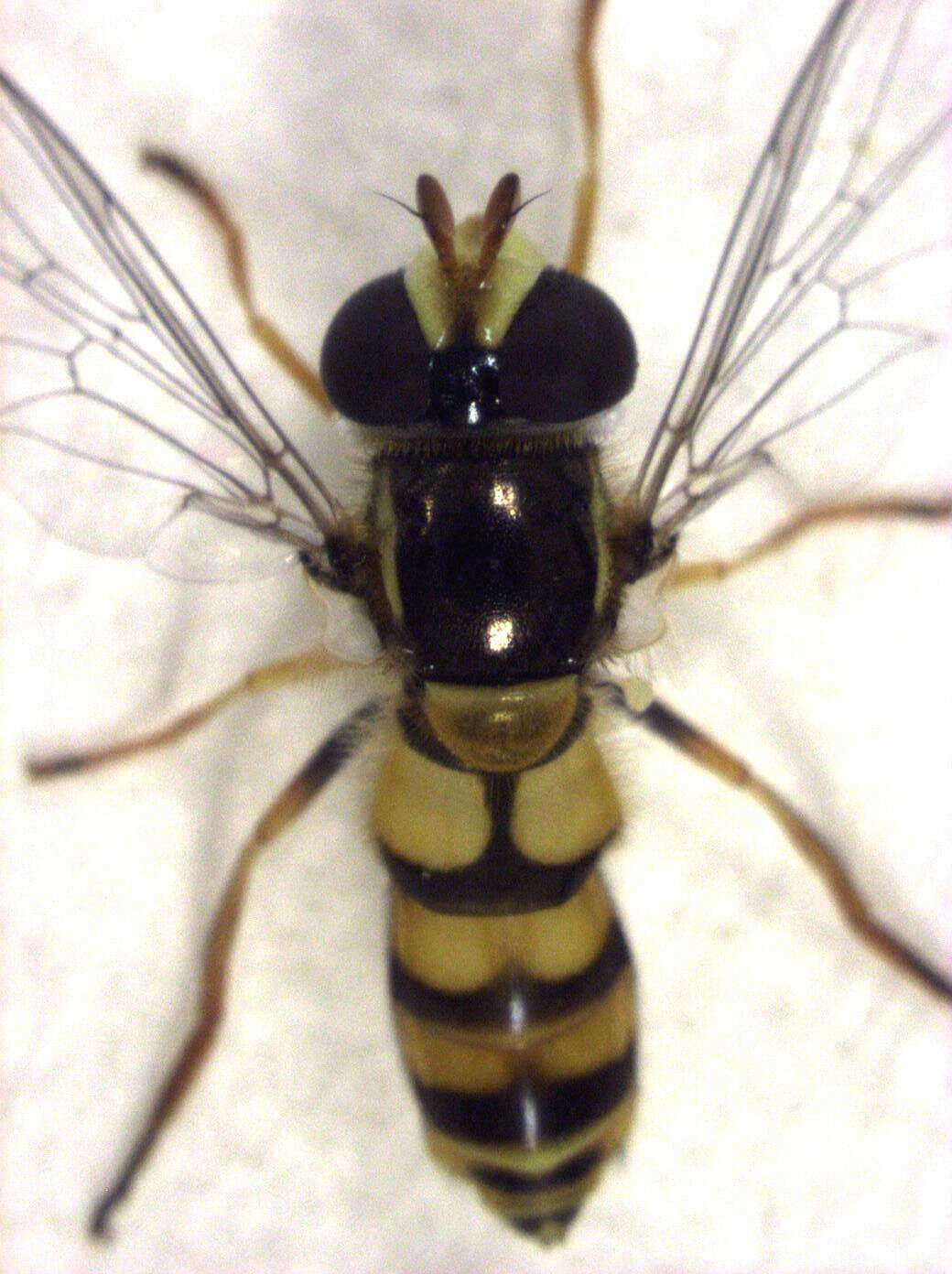 Image of Hoverfly