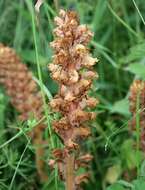 Image of clover broomrape