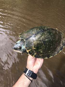 Image of Pascagoula Map Turtle