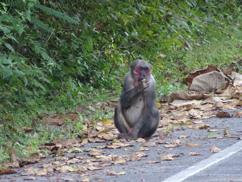 Image of Bear Macaque