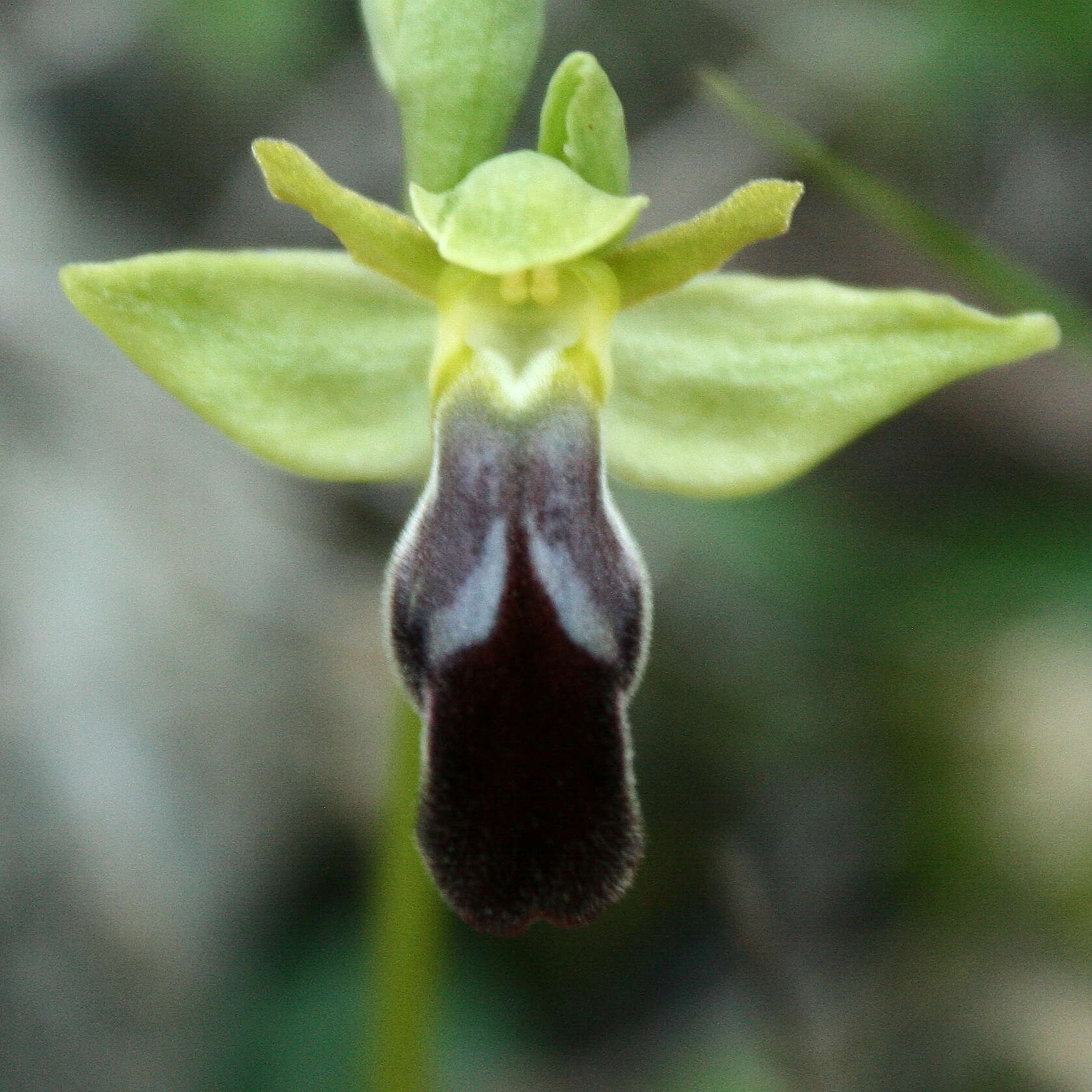 Image of Dark bee orchid