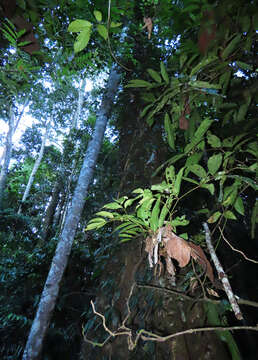 Image of Ficus cucurbitina King