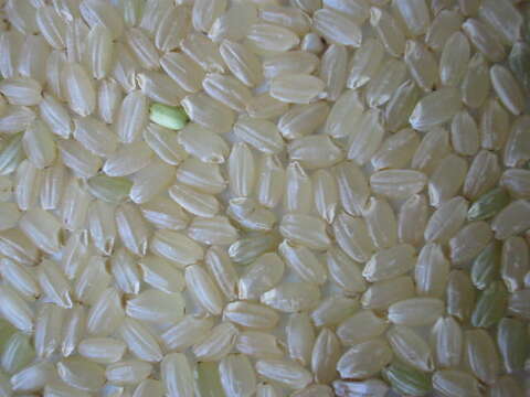 Image of rice