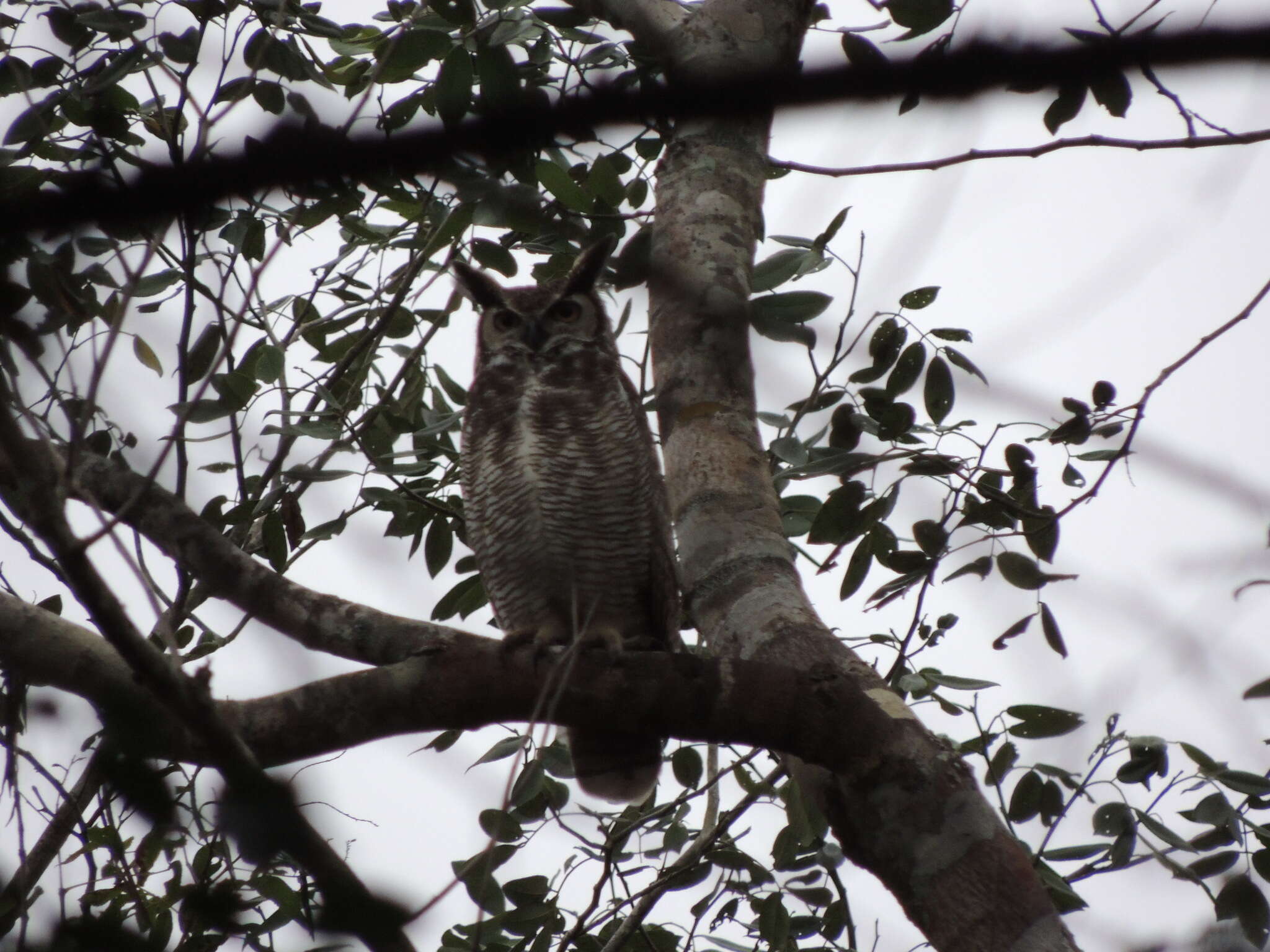 Image of Yucatán Great Horned Owl