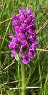 Image of Northern Marsh-orchid