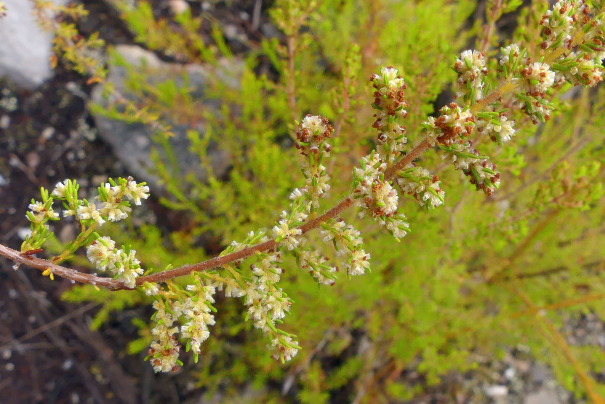 Plancia ëd Erica muscosa (Aiton) E. G. H. Oliver