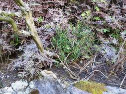 Image of Blunt Heath