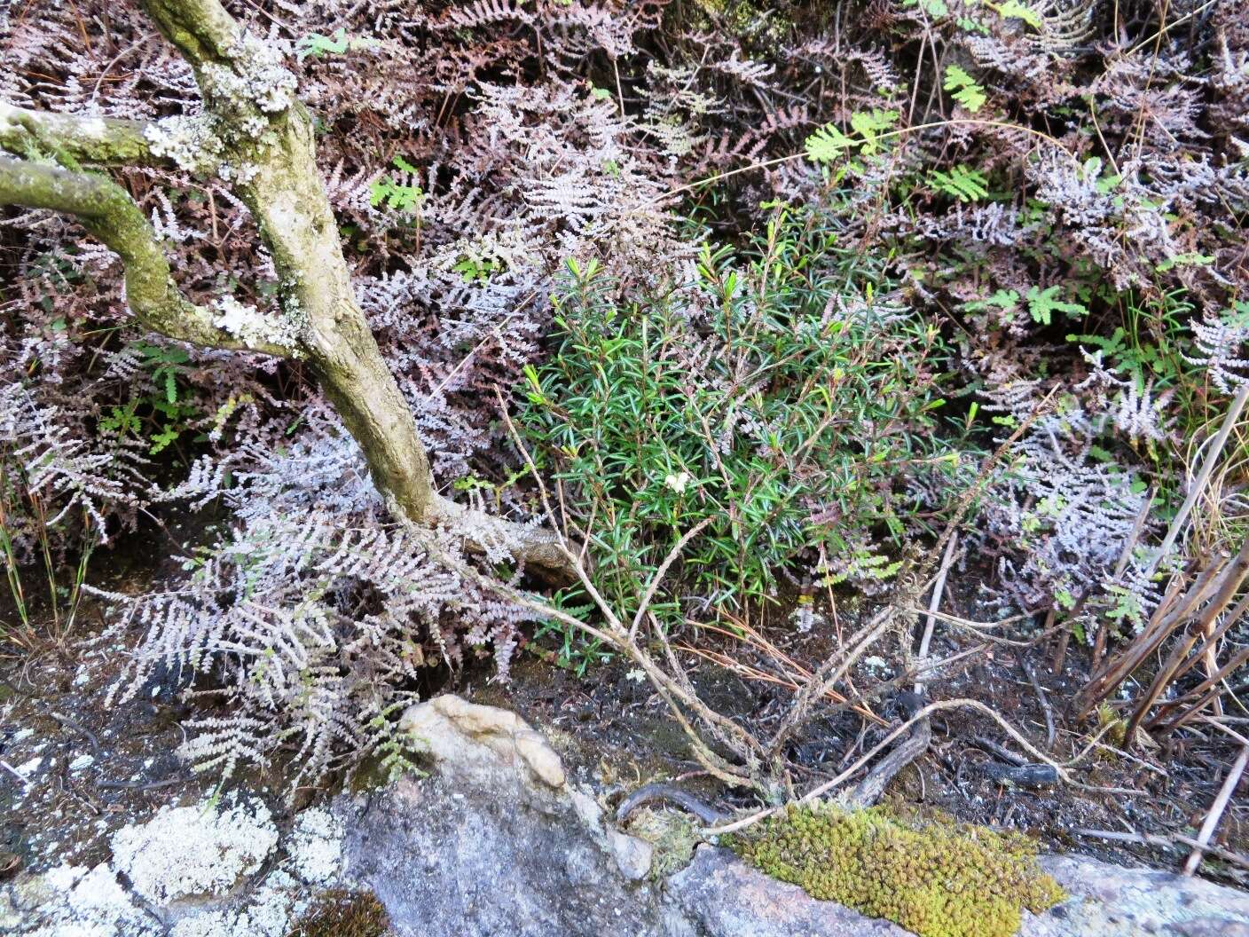 Image of Blunt Heath
