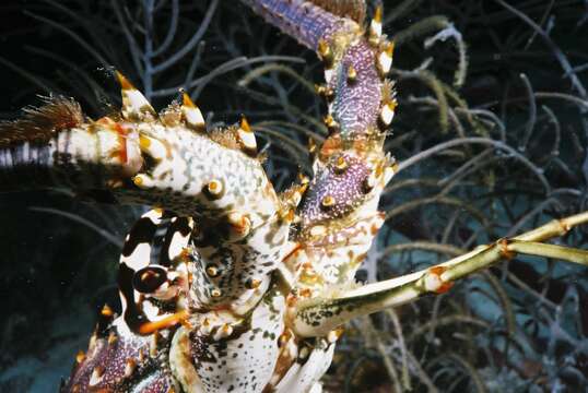 Image of Caribbean Spiny Lobster