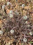 Image de Erigeron bloomeri A. Gray