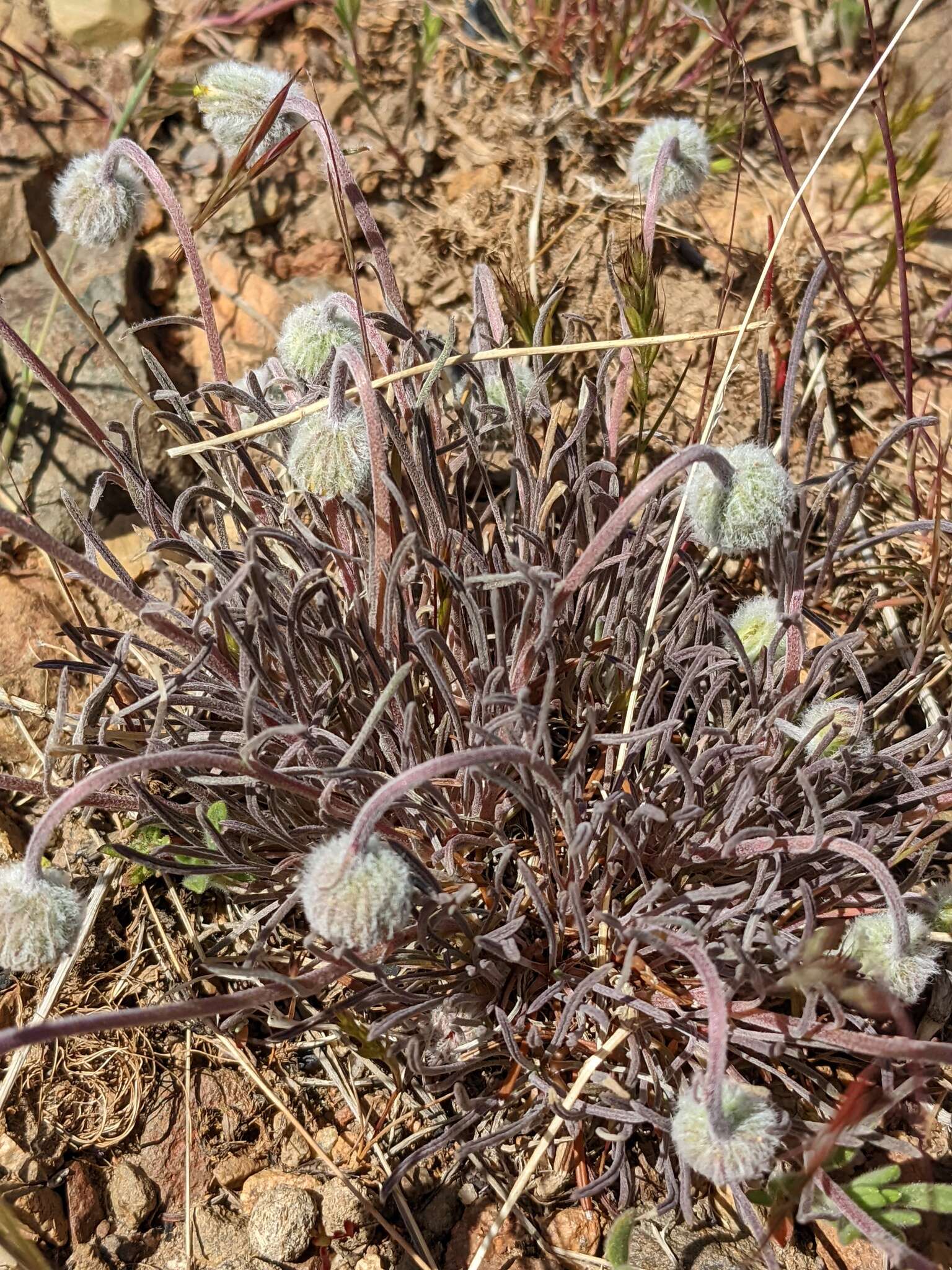 Erigeron bloomeri A. Gray resmi