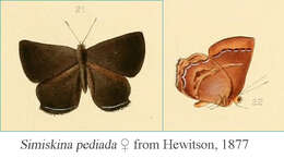 Image of Simiskina pediada (Hewitson 1877)