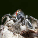 Image of Habronattus sansoni (Emerton 1915)