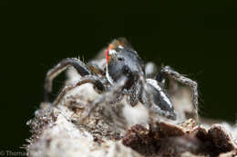 Image of Habronattus sansoni (Emerton 1915)