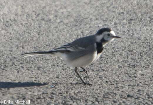 Image of Indian Pied Wagtail