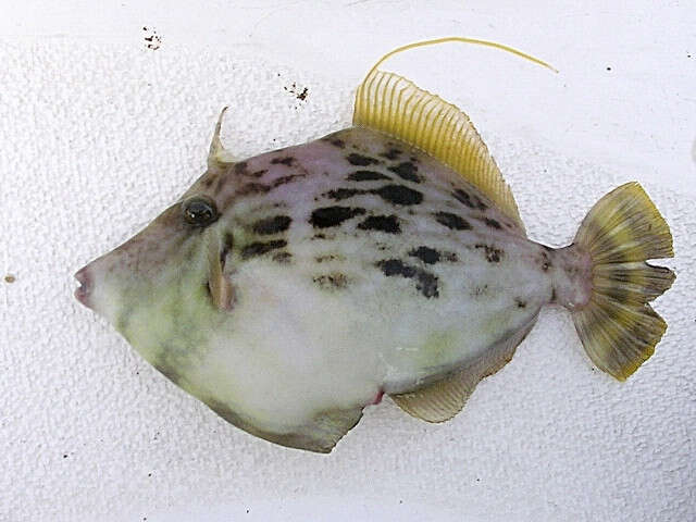 Image of Thread-sail filefish