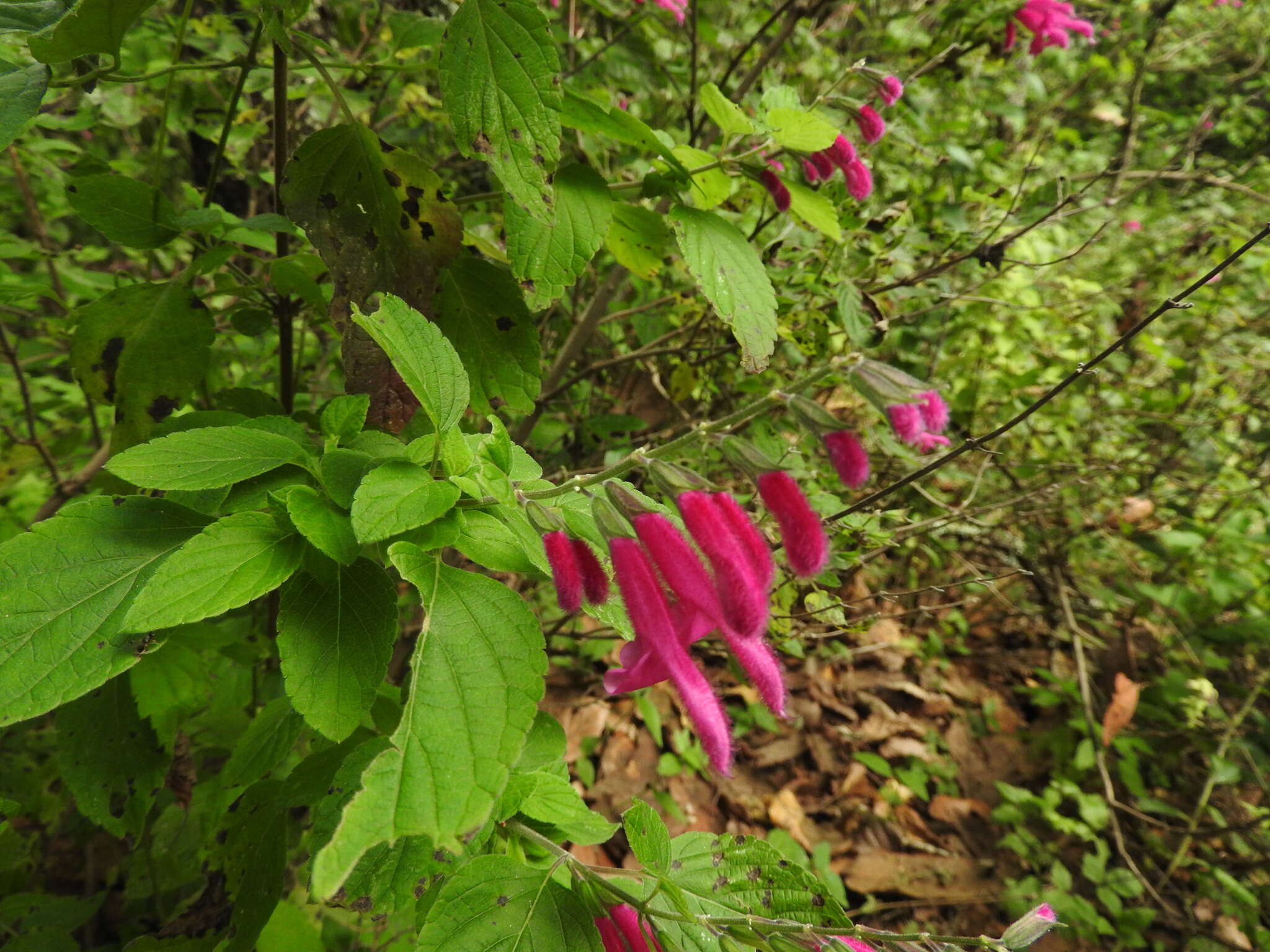 Salvia curviflora Benth. resmi