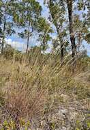 Image of crimson bluestem