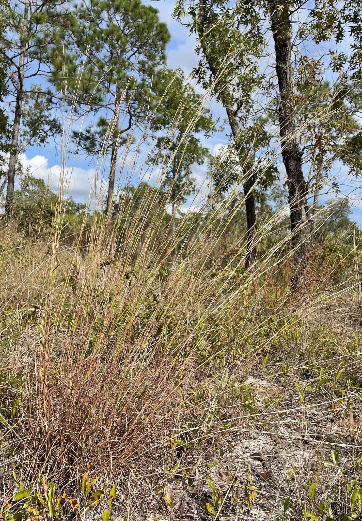 Image of crimson bluestem