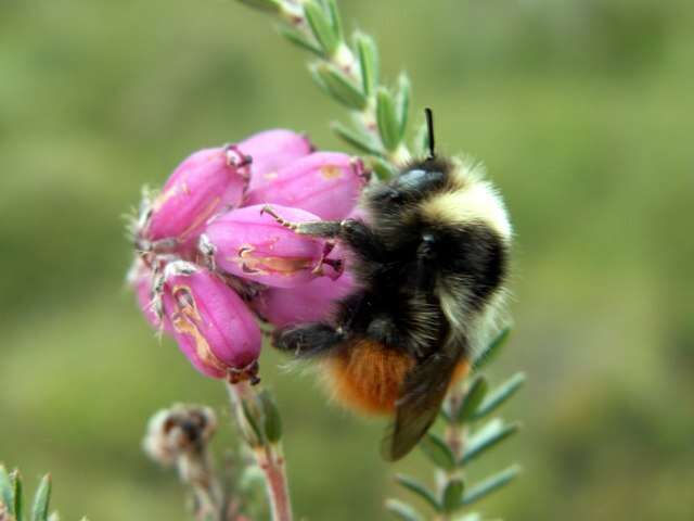 Image of Bombus monticola Smith 1849