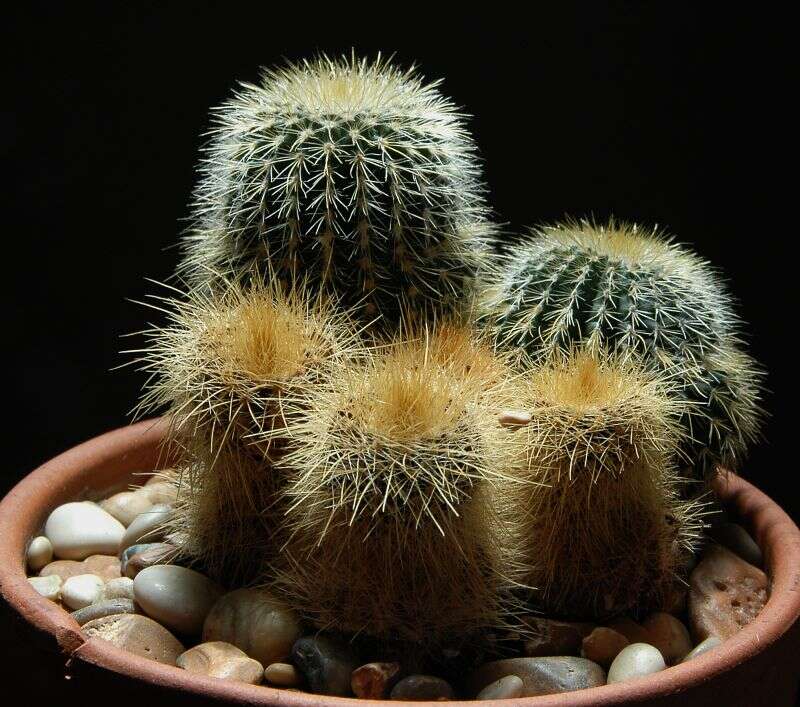 Image of Parodia lenninghausii (F. Haage) F. H. Brandt ex Eggli & Hofacker