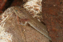 Image of Jollyville Plateau Salamander