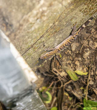 Image of Cat Ba Tiger Gecko