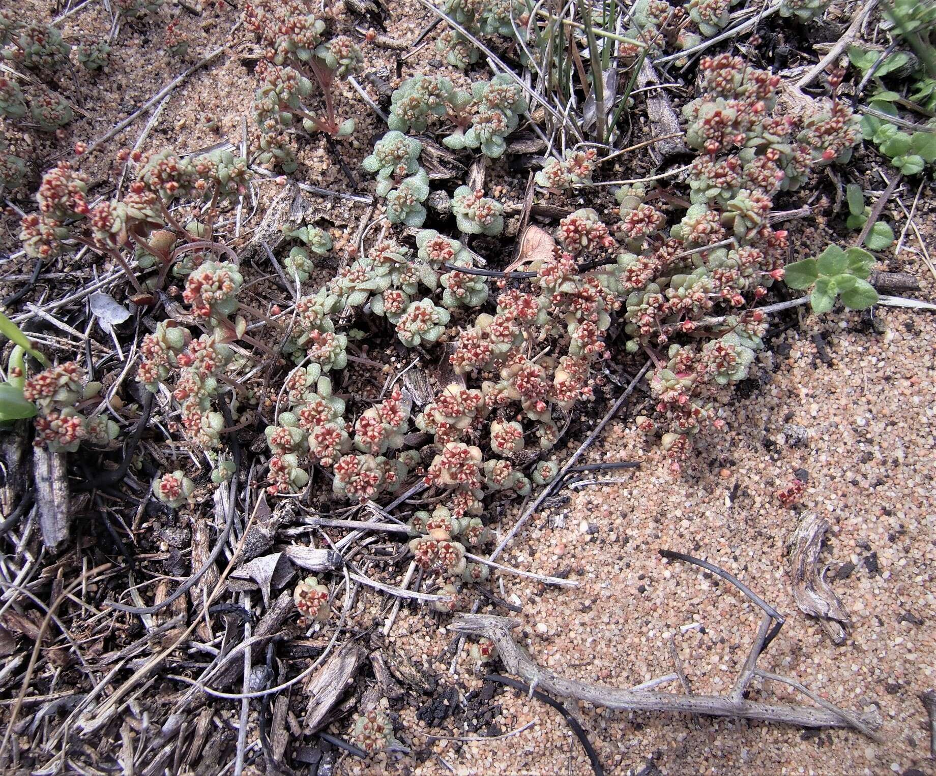 Crassula umbellata Thunb. resmi