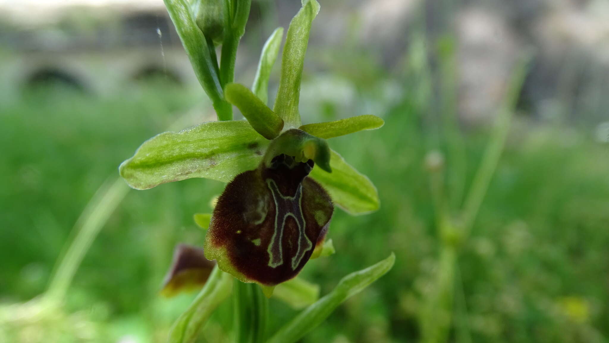 Image of Ophrys sphegodes subsp. epirotica (Renz) Gölz & H. R. Reinhard