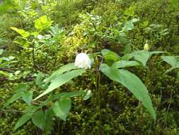 Imagem de Anemone trifolia subsp. trifolia