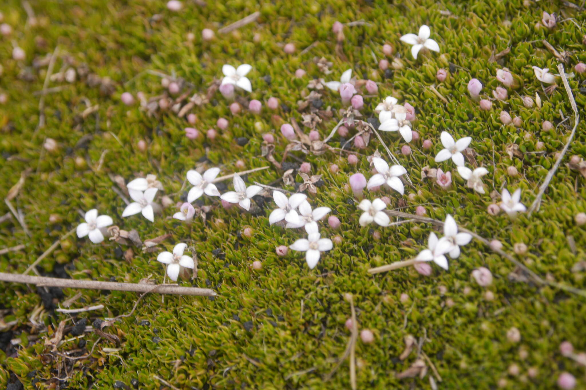 Image of Arcytophyllum filiforme (Ruiz & Pav.) Standl.