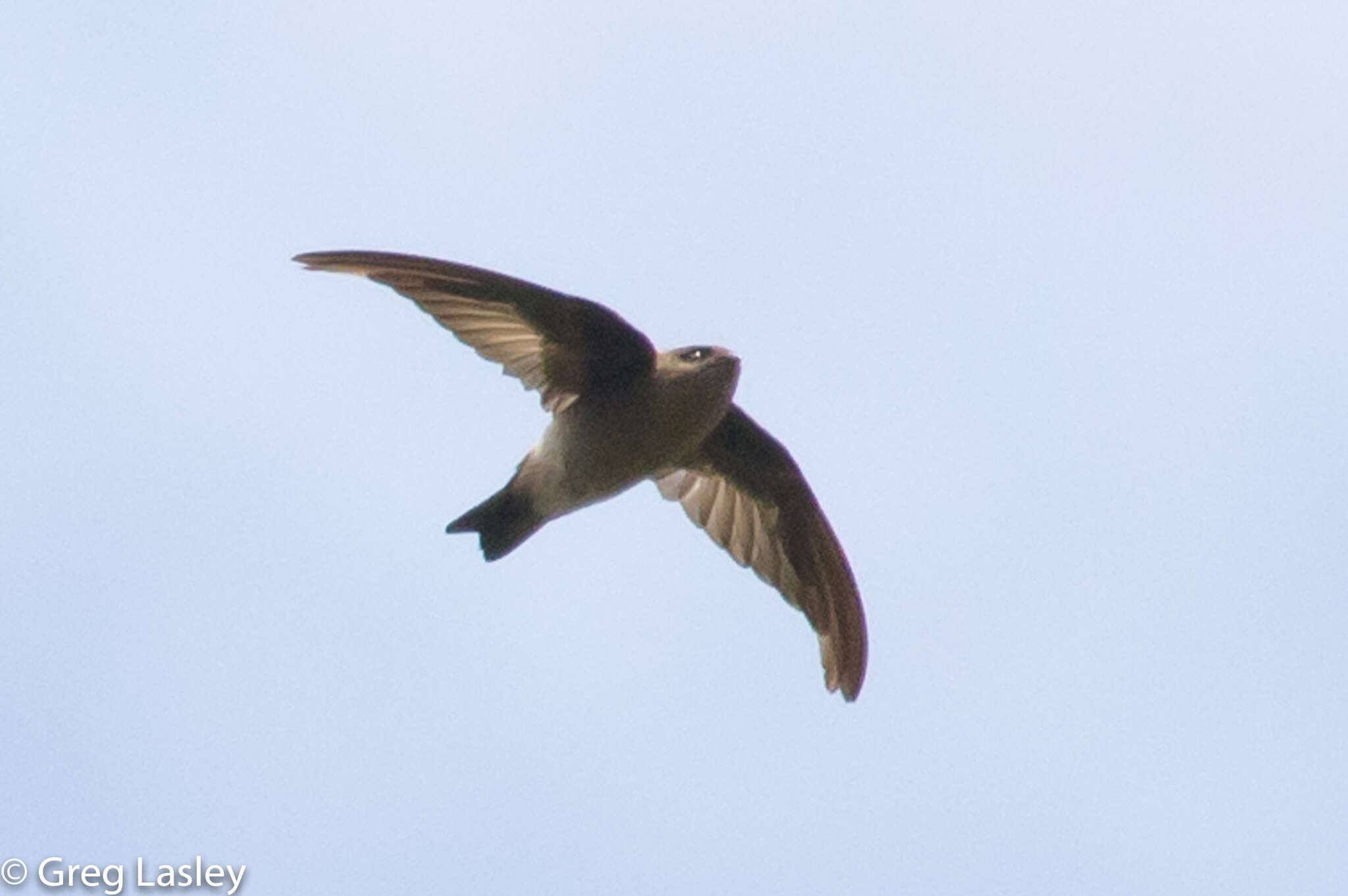 Image of Madagascar Spinetail