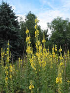 Image of Great Mullein