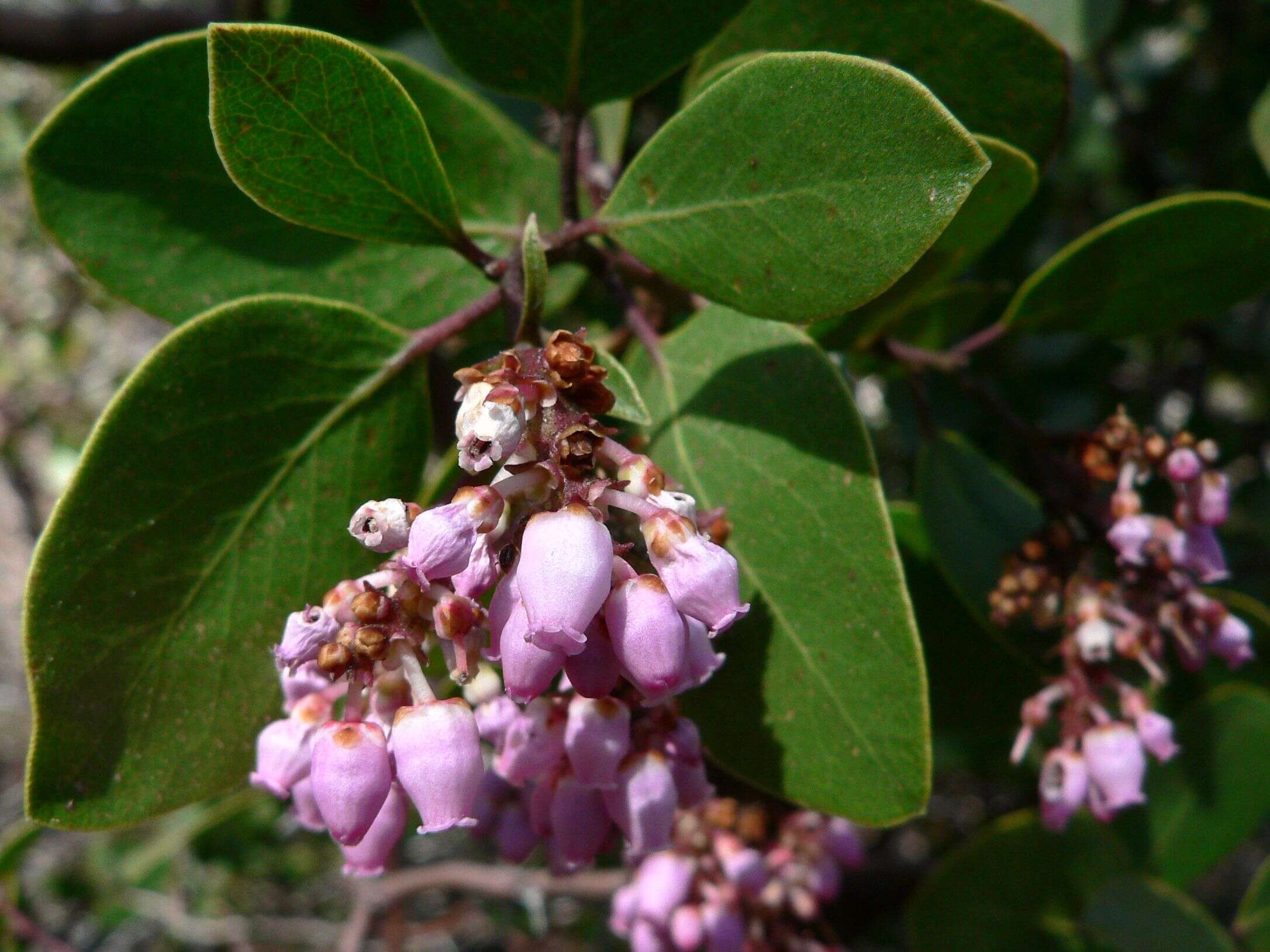 Image of greenleaf manzanita