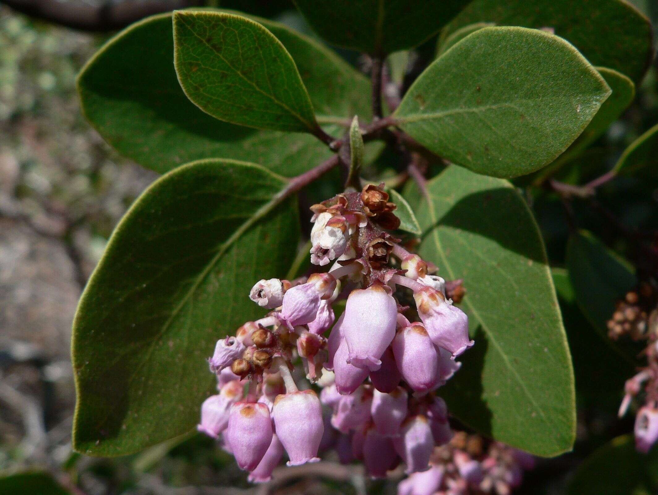 Image of greenleaf manzanita