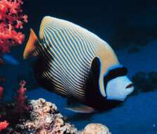 Image of Angelfish