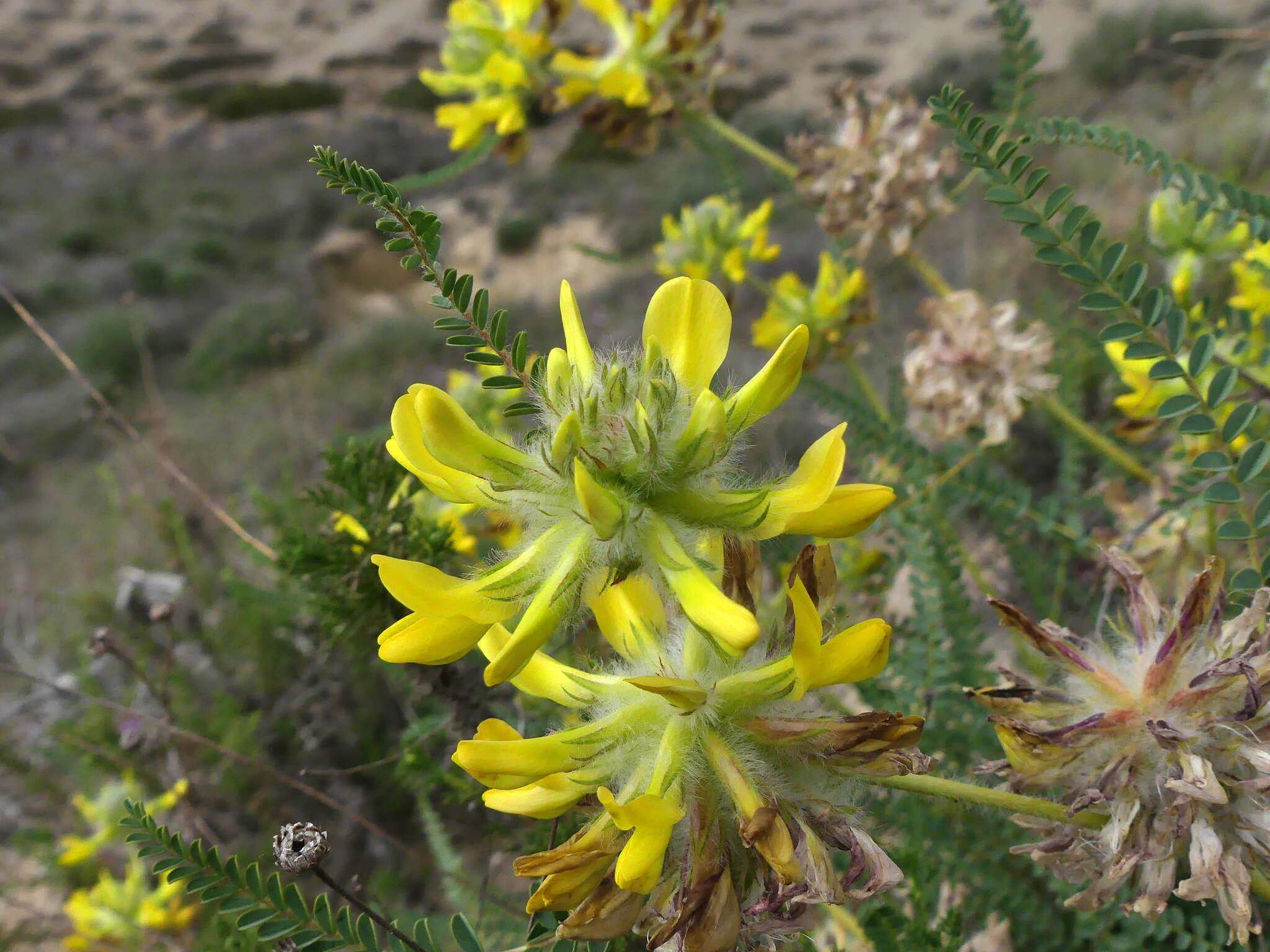 Image of Astragalus alopecuroides L.