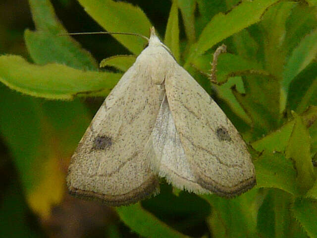 Image of Spotted Grass Moth