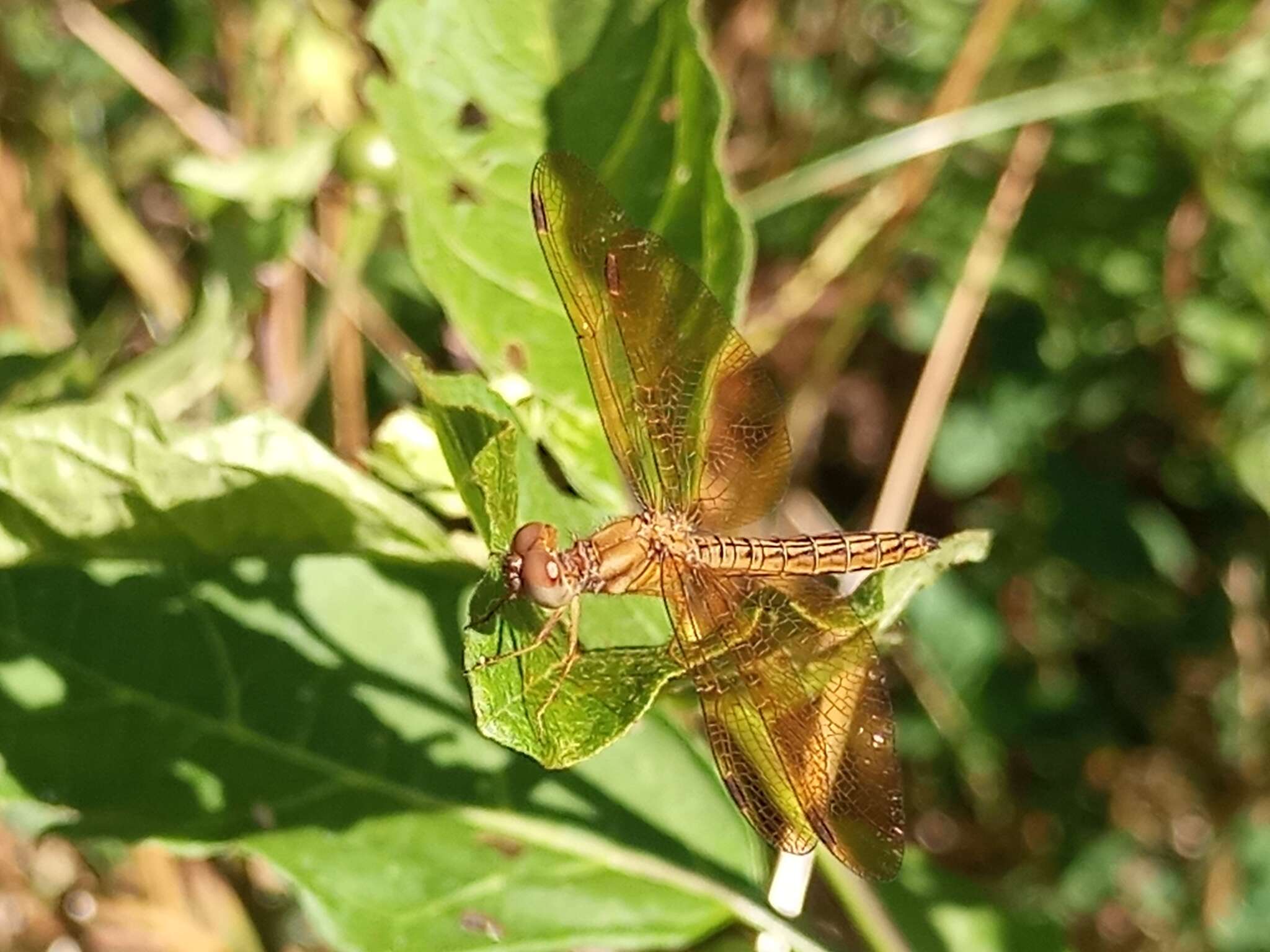 Слика од Perithemis icteroptera (Selys ex Sagra 1857)