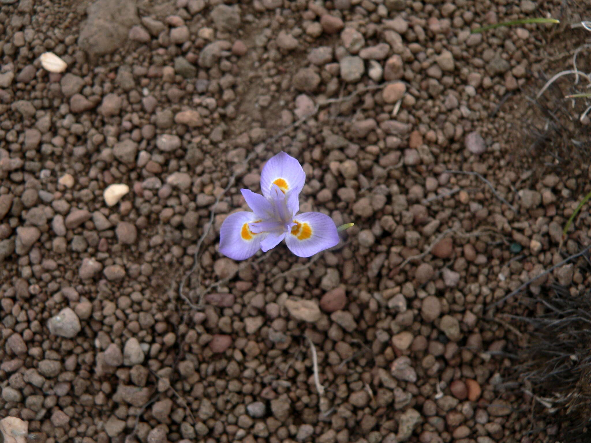 Image of Moraea alpina Goldblatt