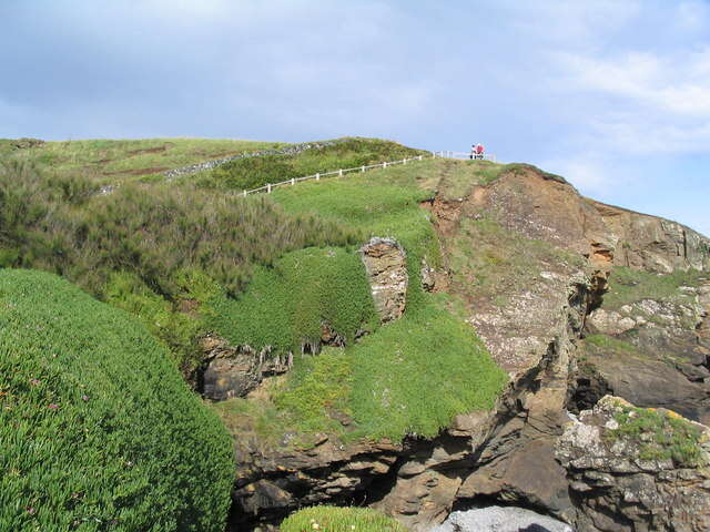 Imagem de Carpobrotus edulis (L.) N. E. Br.