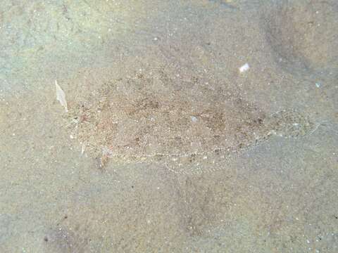 Image of Grohmann's Scaldfish